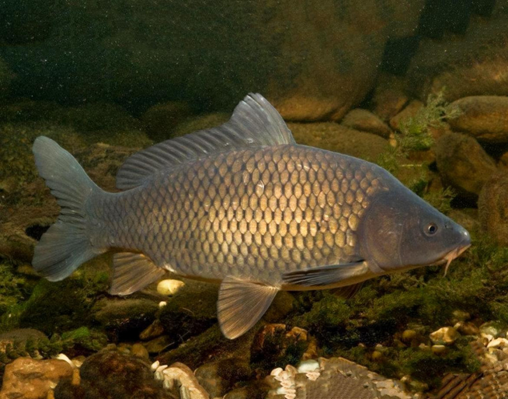 Spotreba sladkovodných rýb na Slováka predstavuje približne jeden kilogram. FOTO: MO SRZ Štúrovo