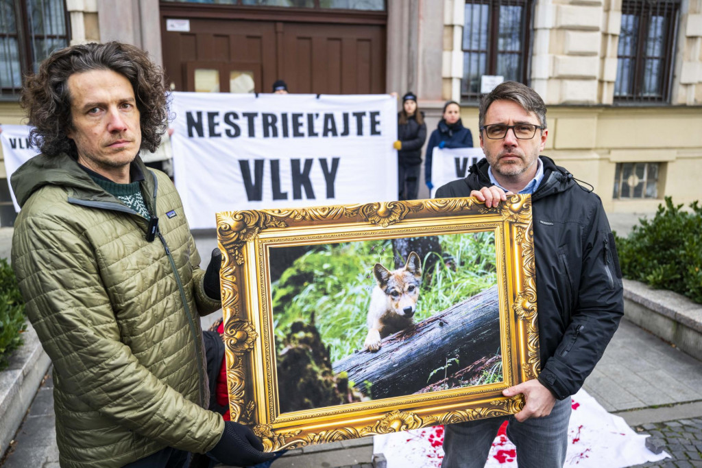 Riaditeľ Iniciatívy My sme les Marek Kuchta a riaditeľ AEVIS Rastislav Mičaník počas spoločnej tlačovej konferencie Iniciatívy My sme les, WWF a AEVIS na tému – Nestrieľajte vlky!. FOTO: TASR/Jakub Kotian