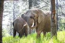 Táto nedatovaná fotografia, ktorú poskytla Cheyenne Mountain Zoo, zobrazuje slony Kimba vpredu a Lucky vzadu v Zoo v Colorado Springs. FOTO: TASR/AP