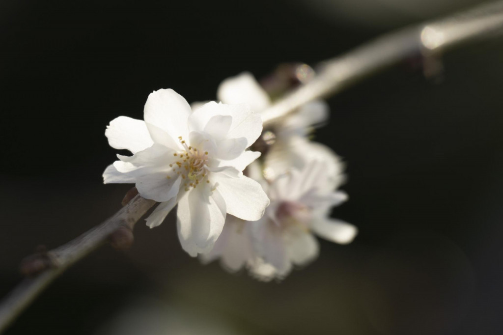 Okrasná čerešňa. FOTO: TASR/DPA