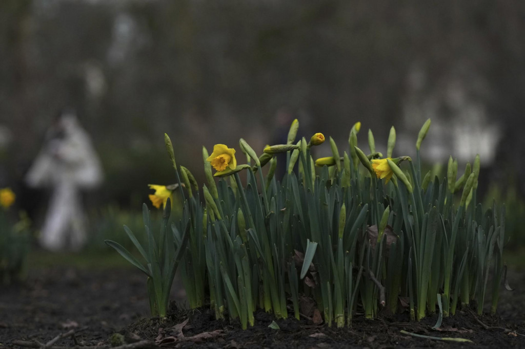 Nielen Slovensko zažíva teplú zimu. V londýnskom parku na snímke z 28. januára predčasne kvitnú narcisy.