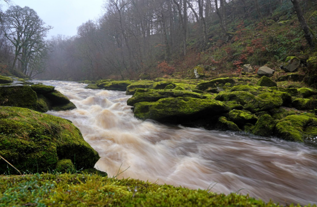 Rieka Strid.