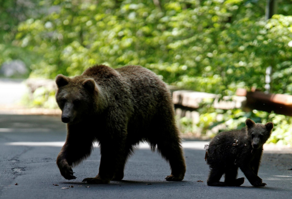 Slovenský turizmus sa postupne zotavuje aj napriek údajne premnoženým medveďom. FOTO: Reuters