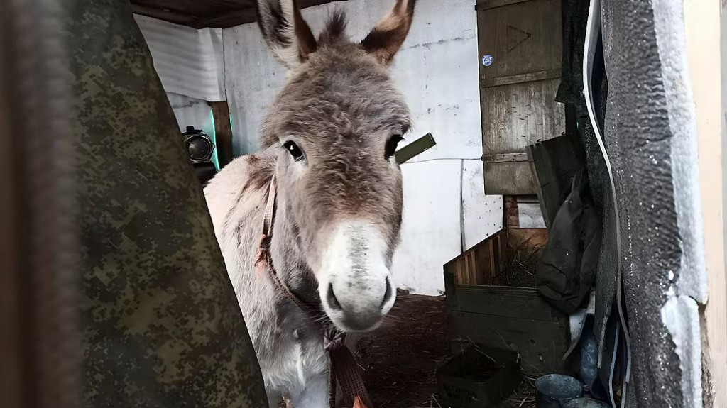 Ruská armáda na Ukrajine nasadila somáre. FOTO: T.me/milinfolive