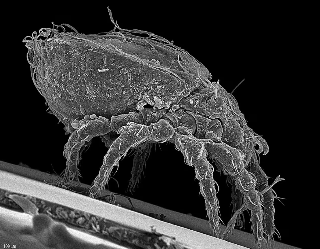 Platynothrus peltifer