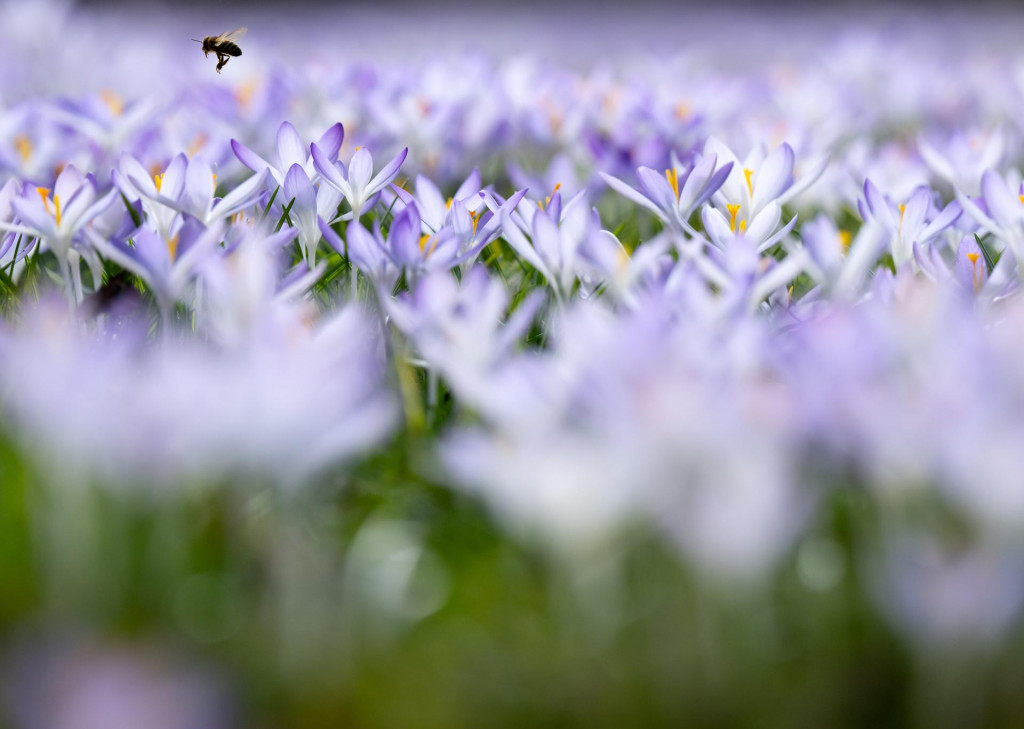 Na snímke z 25. februára krokusy kvitnú v Mníchove.