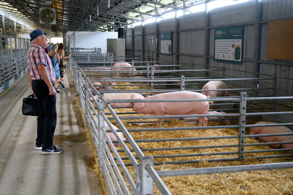 Dopyt po ošípaných z európskych končín je aktuálne nižší ako kedysi. FOTO: TASR