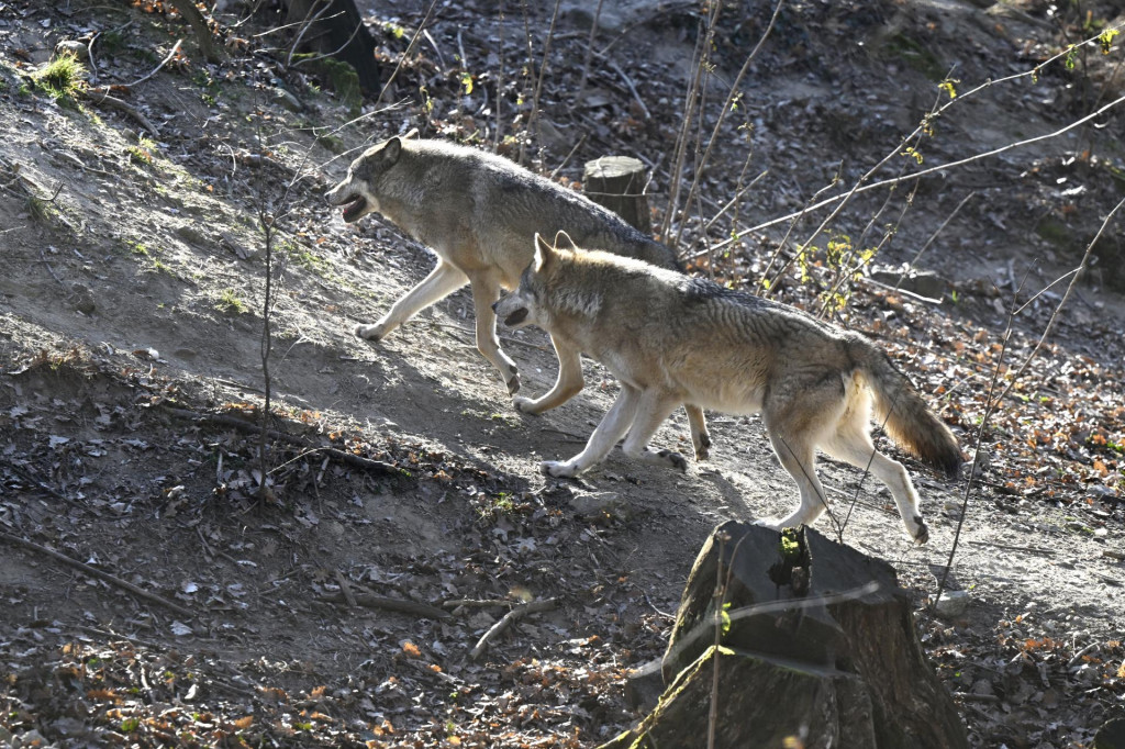 Vlky. FOTO: TASR/Pavel Neubauer