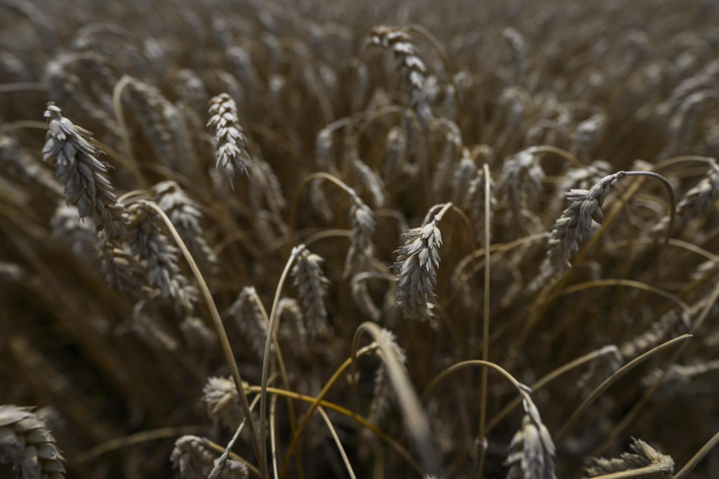 V januári až novembri 2024 sa vyviezli agropotravinárske výrobky v celkovej hodnote 4,747 miliardy eur, čo v porovnaní s rovnakým obdobím v roku 2023 predstavuje vyrovnaný stav. FOTO: TASR/Jaroslav Novák