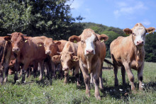 Klinické prehliadky vo všetkých identifikovaných chovoch vykonajú poverenými úradnými veterinárnymi lekármi v termíne najneskôr do 21. marca. FOTO: archív HN