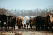 Ilustračná snímka. FOTO: Unsplash