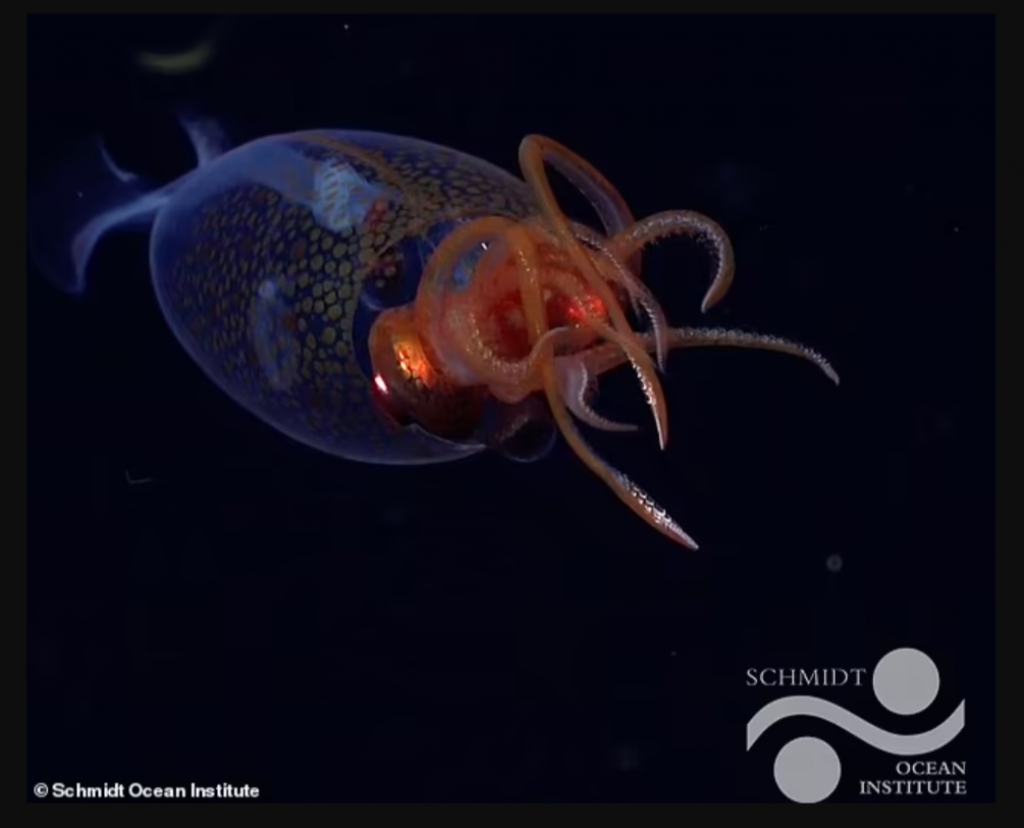 Ide o historicky prvé potvrdené pozorovanie živej kolosálnej sépie (Mesonychoteuthis hamiltoni) v jej prirodzenom prostredí.