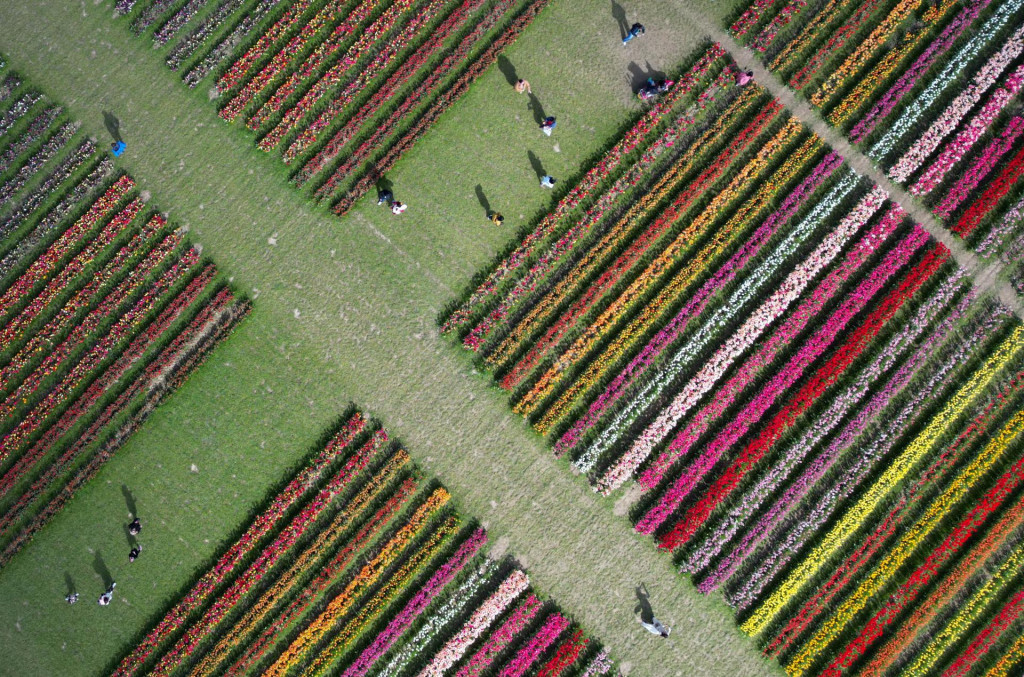 Tulip Fest na Tulleys Farm, Turners Hill, južná Británia, 16. apríla 2025. FOTO: REUTERS