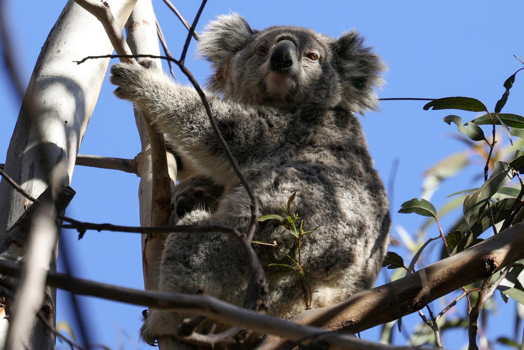 Úrady v Austrálii čelia kritike laickej i odbornej verejnosti za rozhodnutie zastreliť asi 700 voľne žijúcich koál. FOTO: Reuters