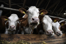 Štátna veterinárna a potravinová správa uvoľnila niektoré opatrenia v súvislosti so šírením slintačky a krívačky. FOTO: TASR/Radovan Stoklasa
