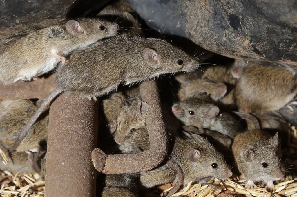 Ako nezdolateľné mračná. Myši boli v roku 1917 nezastaviteľné – a mimoriadne deštruktívne.