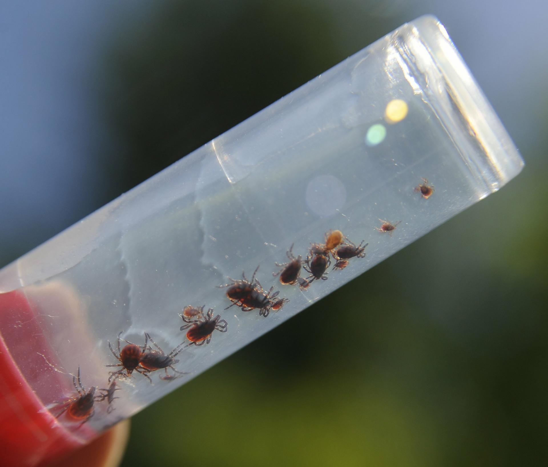 Mýty o kliešťoch a varovné signály, kedy je už čas vyhľadať lekára