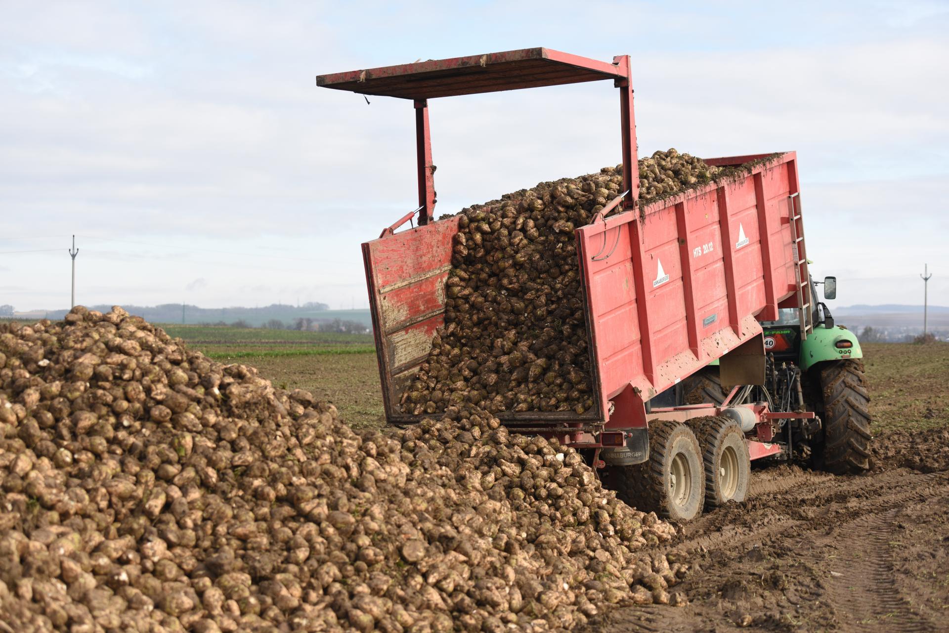 Slovenskí pestovatelia výrazne škrtli výmery cukrovej repy. Zlacnenie cukru je nereálne, ceny pôjdu len hore