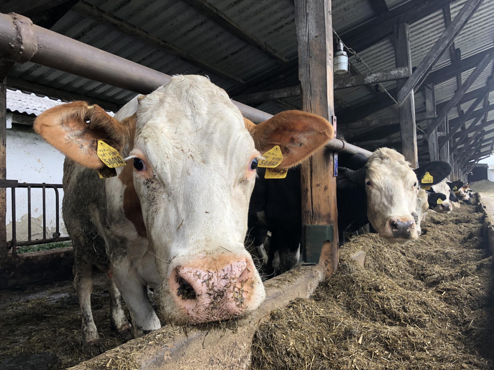 Ministerstvo uvoľnilo niektoré opatrenia proti šíreniu slintačky a krívačky