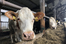 Od pondelka sa dovoľuje dovoz živých zvierat vnímavých na slintačku a krívačku zo zahraničia do chovov v Trenčianskom, Žilinskom, Banskobystrickom, Prešovskom a Košickom kraji. FOTO: TASR/ Maroš Černý