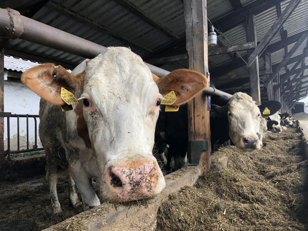 Ilustračná fotografia. FOTO: TASR/Maroš Černý