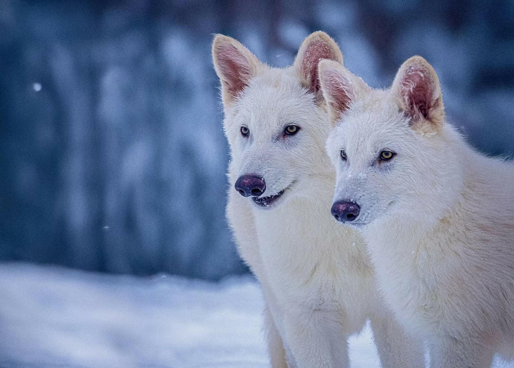 Mladí samci Romulus a Remus rastú ako z vody a sú nápadnou bielou srsťou. FOTO: Colossal Biosciences