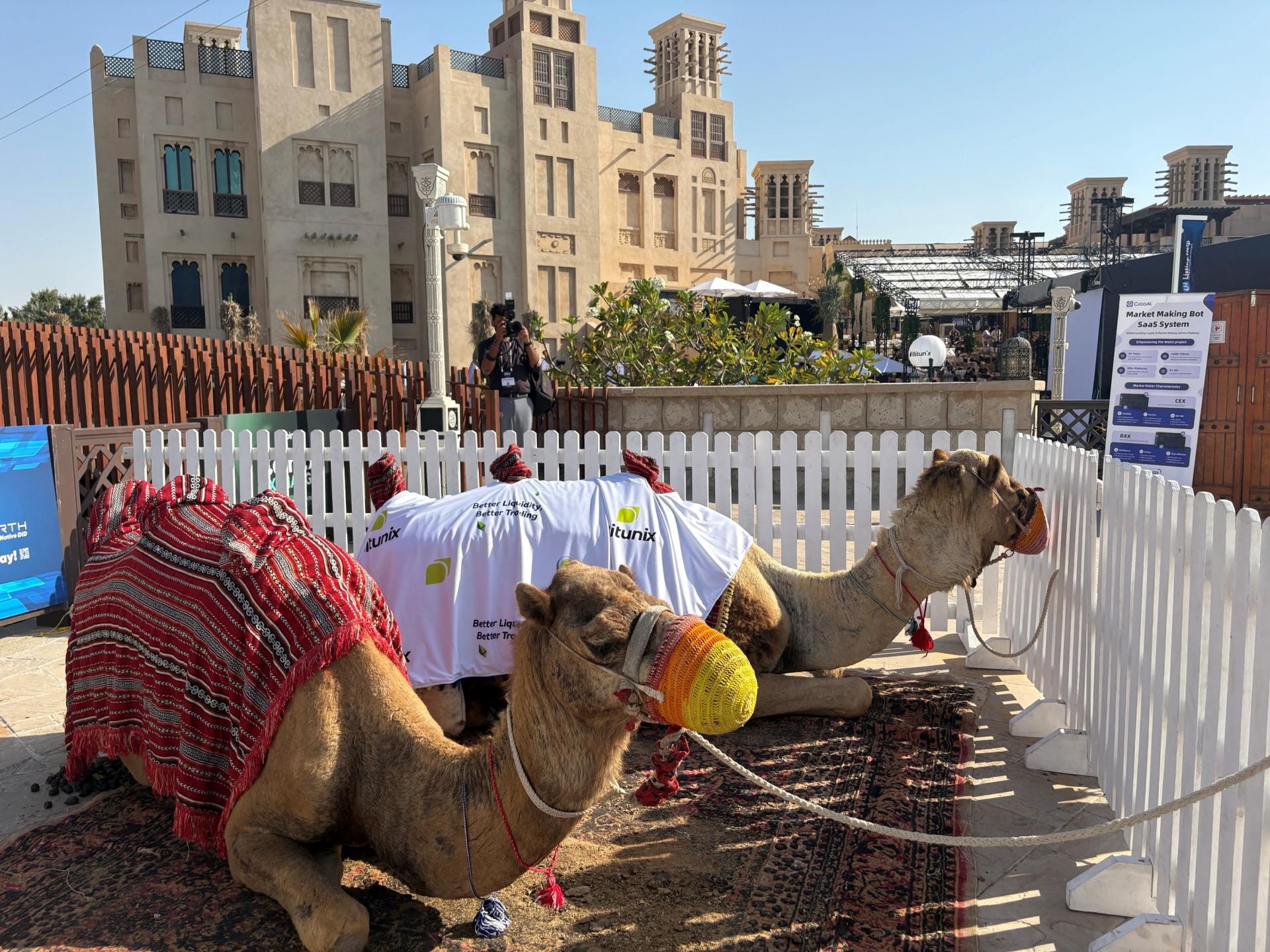 Sú lepšie než terénne autá. V Mauritánii hliadkujú proti džihádistom vojaci na ťavách