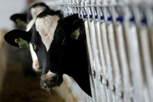 Zákaz dovozu živých zvierat zasiahol okrem Poľska aj Slovensko, Česko, Rumunsko a Chorvátsko. FOTO: REUTERS