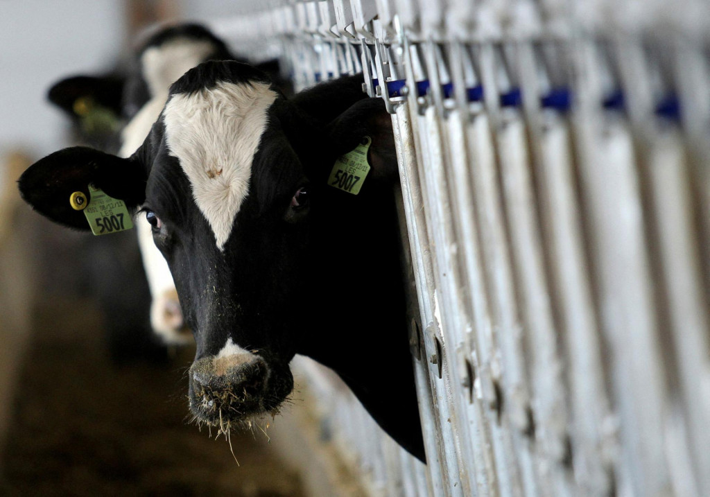 Zákaz dovozu živých zvierat zasiahol okrem Poľska aj Slovensko, Česko, Rumunsko a Chorvátsko. FOTO: REUTERS
