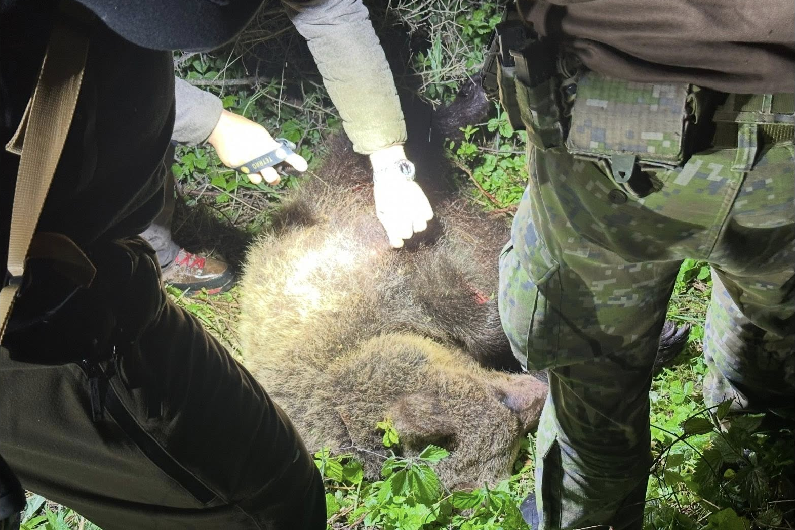 Medvedica s dvoma mláďatami zaútočila v Sučanoch na 49-ročného muža, utrpel viaceré zranenia