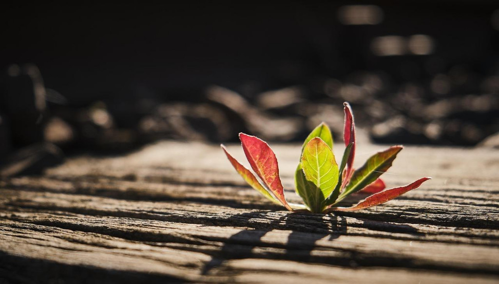 Listy kvetu rastúceho zo suchého dreveného povrchu. FOTO: Pixabay