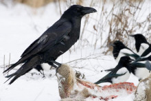 Ilustračná snímka. FOTO: Reuters