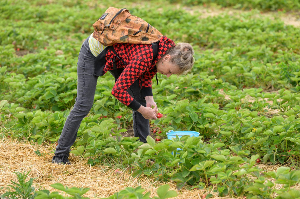 Na snímke samozber jahôd v Žabokrekoch nad Nitrou.