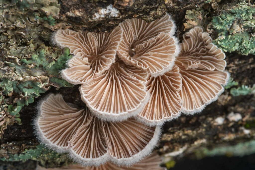 Schizophyllum commune je je huba, z ktorej vedci vyrobili živý, biologicky rozložiteľný materiál podobný plastu.