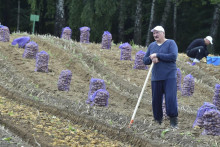 Alexandr Lukašenko počas zberu zemiakov v roku 2017.