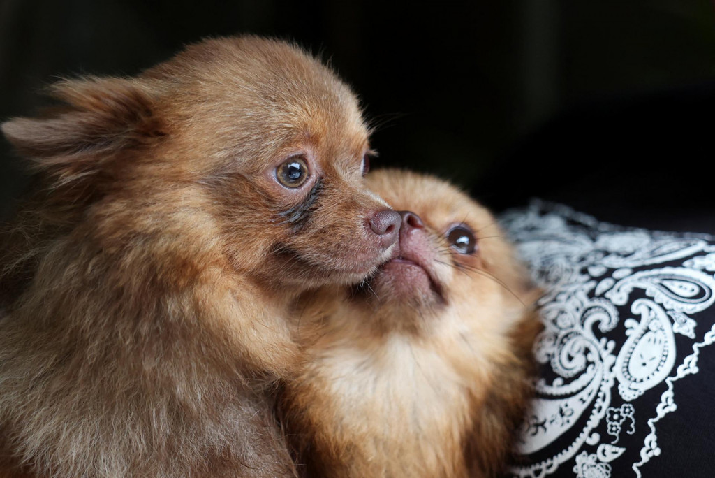 Európsky parlament požaduje lepšie podmienky pre chov psov a mačiek. FOTO: Reuters