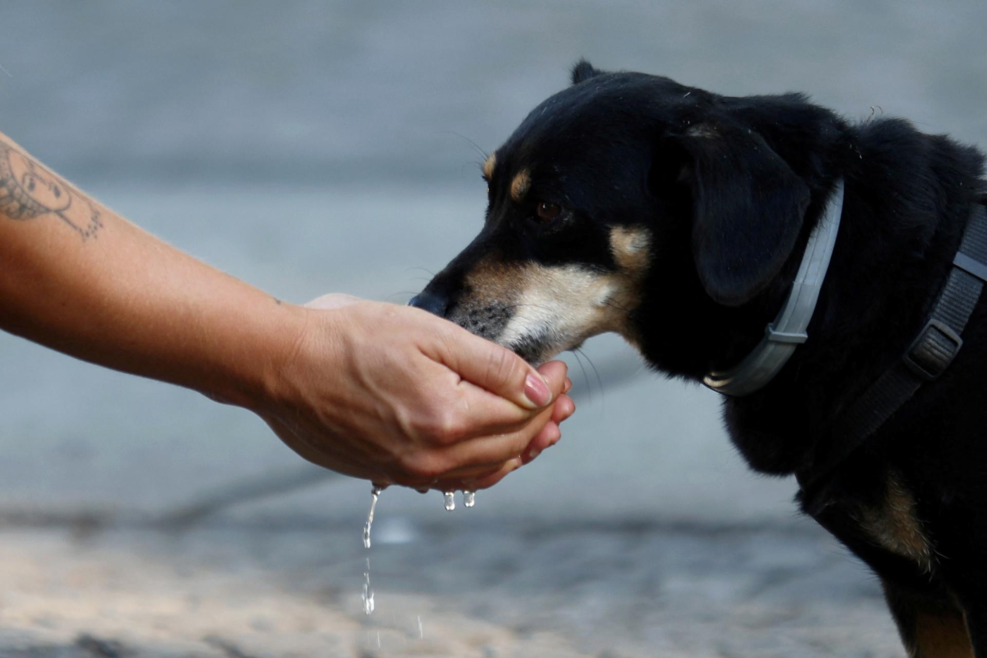 Nemecko sa pripravuje na najteplejší deň roka, včera tam namerali až 37,8 stupňa. Počasie komplikuje dopravu