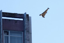 Ilustračná fotografia. FOTO: TASR/AP