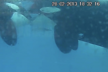 Vedci v sledovanom videu prvýkrát spozorovali kozatky bozkávajúce sa vo voľnej prírode.









