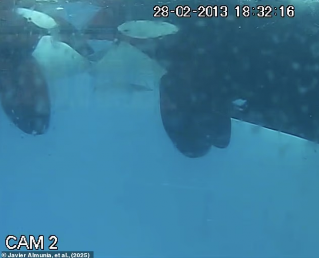 Vedci v sledovanom videu prvýkrát spozorovali kozatky bozkávajúce sa vo voľnej prírode.









