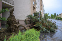 Na snímke spadnutý strom na Grešovej ulici po intenzívnych búrkach v Prešove. FOTO: TASR/Veronika Mihaliková