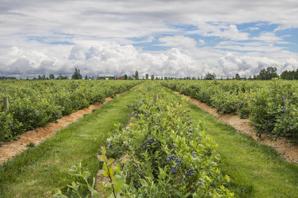 Pozemkové úpravy sú aj v tomto roku naplánované v ďalších 120 katastroch. FOTO: Dreamstime