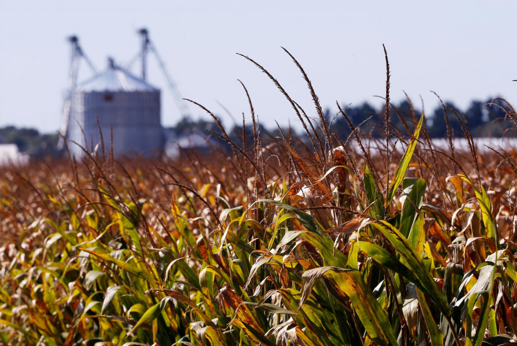 Medzi najväčších čínskych vlastníkov poľnohospodárskej pôdy v krajine patrí spoločnosť Smithfield Foods, ktorú v roku 2013 kúpila čínska skupina WH Group. FOTO: REUTERS