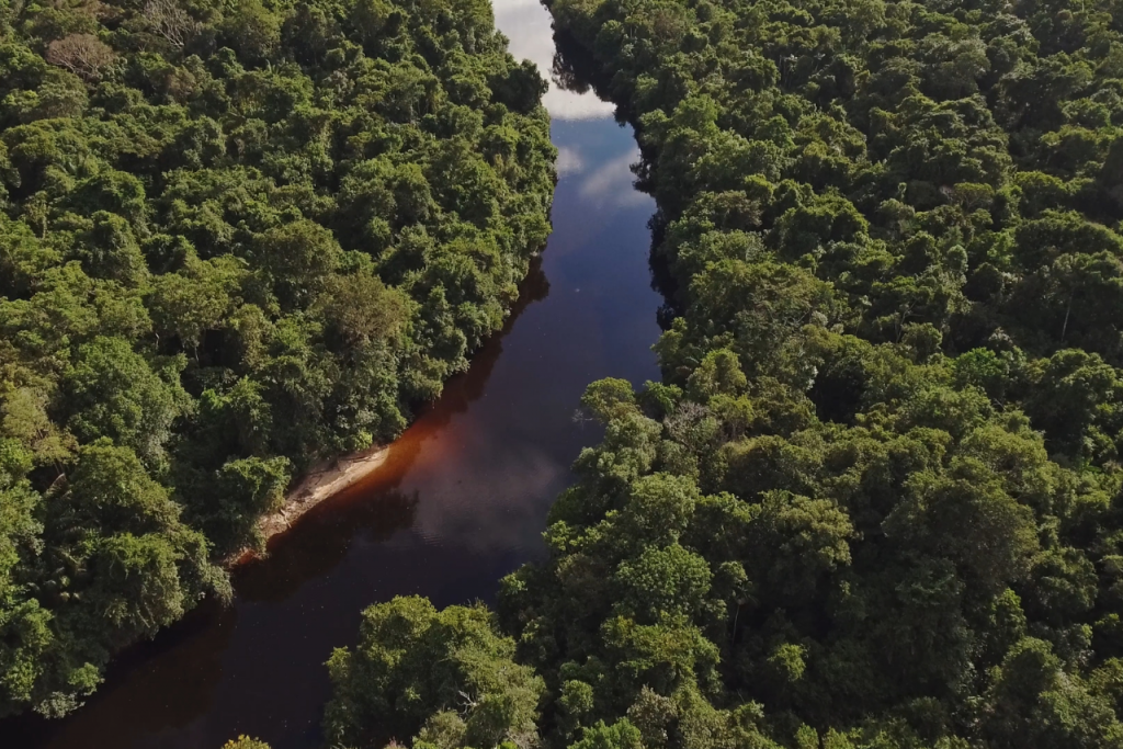 Na snímke amazonský prales.