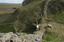 Na archívnej snímke z 29. septembra 2023 ikonický javor horský, ktorý vyrúbali na mieste zvanom Sycamore Gap (Javorové sedlo) v blízkosti Hadriánovho valu na severe Anglicka. FOTO: TASR/AP
