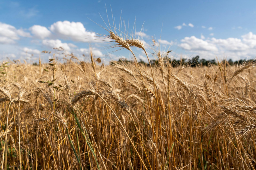 Komisia tiež chce, aby poľnohospodárske podniky vykonávali „diverzifikáciu rizík“, napríklad pestovaním viacerých druhov plodín alebo kombinovaním poľnohospodárstva a chovu dobytka. FOTO: REUTERS