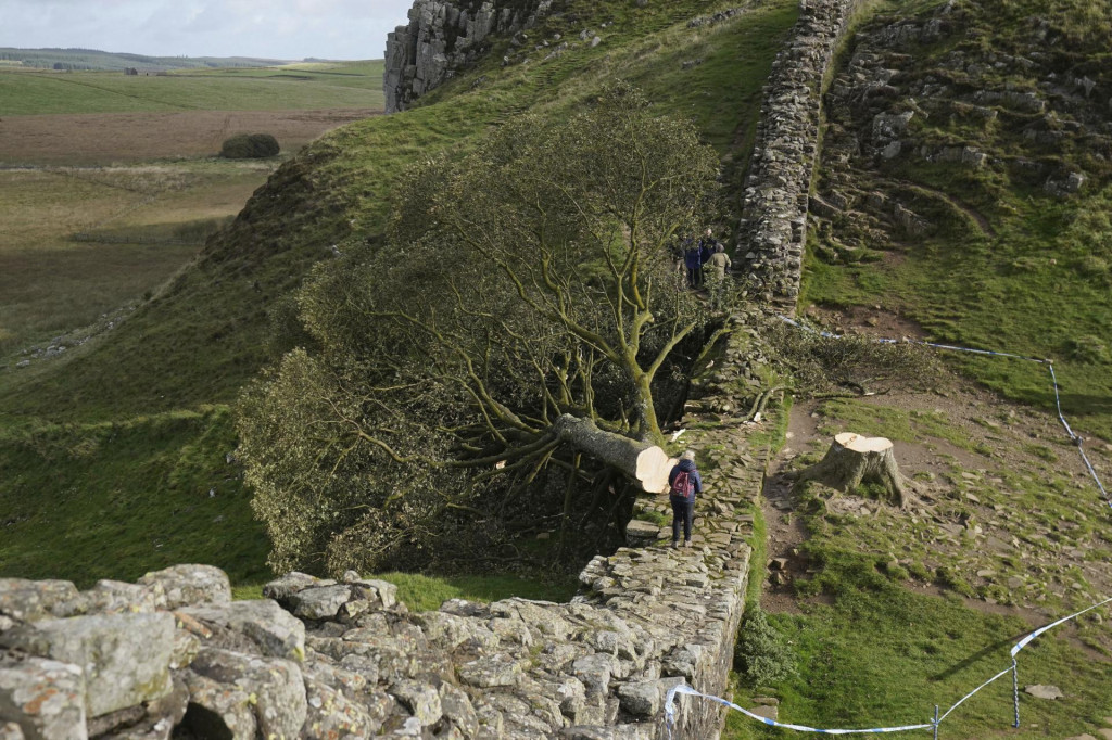 Na archívnej snímke z 29. septembra 2023 ikonický javor horský, ktorý vyrúbali na mieste zvanom Sycamore Gap (Javorové sedlo) v blízkosti Hadriánovho valu na severe Anglicka. FOTO: TASR/AP