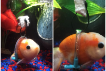 Zlatá rybička dostala vlastný vozík a opäť pláva bez problémov.