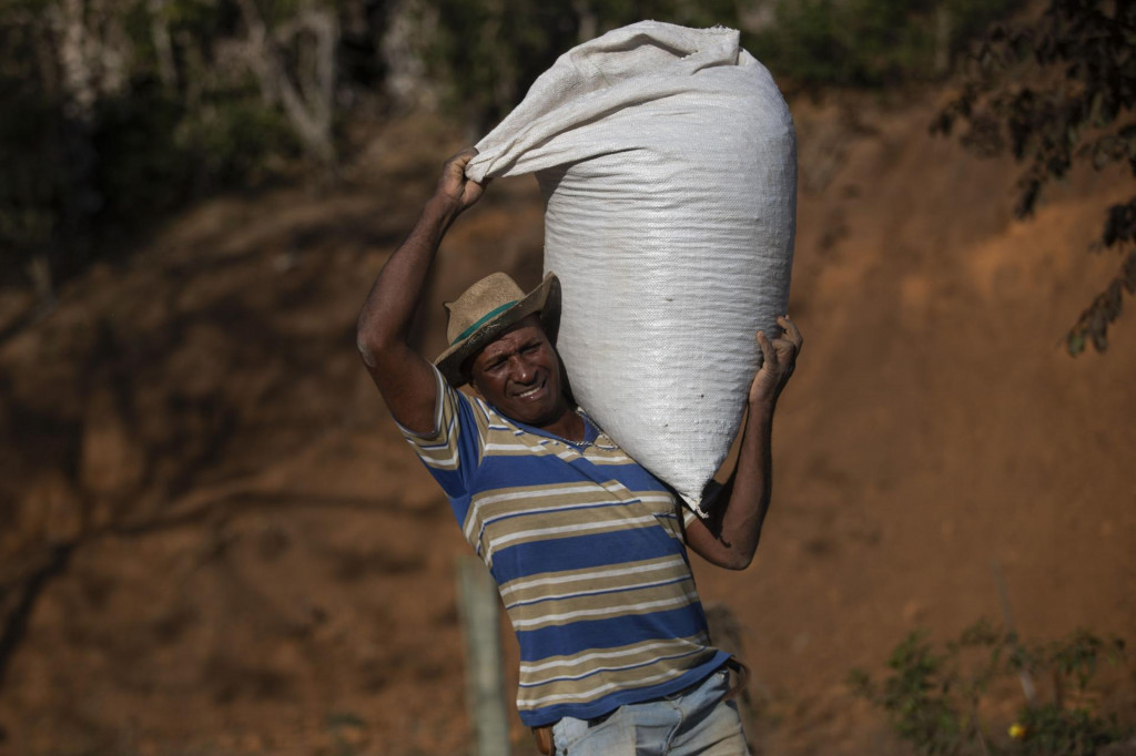 Pestovateľ kávy José Natal da Silva nesie vrece s kávovými bôbami na svojej kávovej plantáži v Porciúnkule v brazílskom štáte Rio de Janeiro. FOTO: TASR/AP
