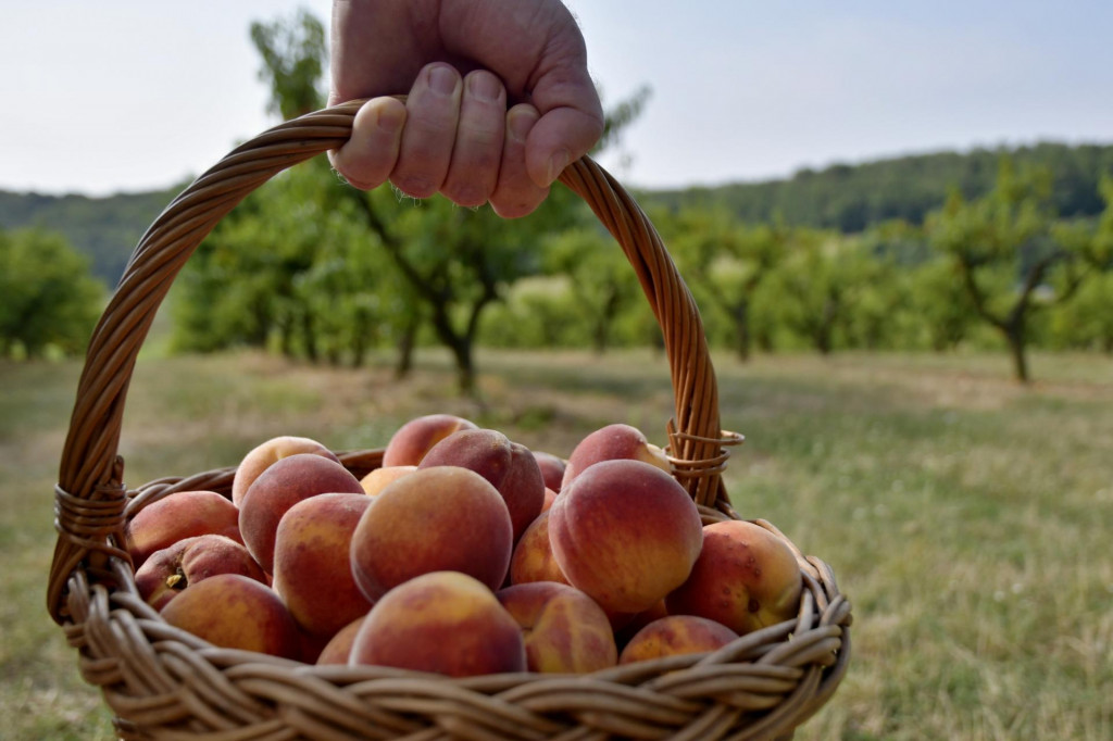 Úroda je zatiaľ na priemernej úrovni, čo predstavuje 20 až 25 ton na hektár sadu.
